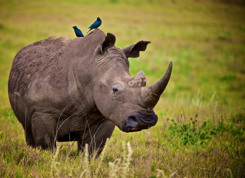 rhino lewa Kenya family safari