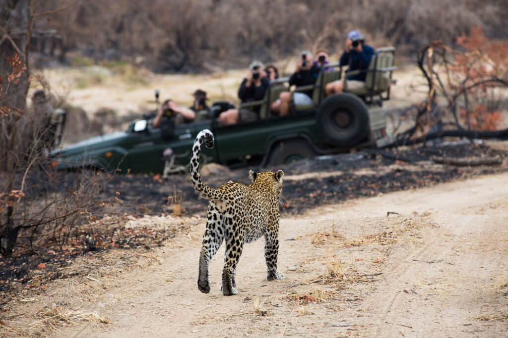 South Africa family safari holiday Kruger Sabi Sands