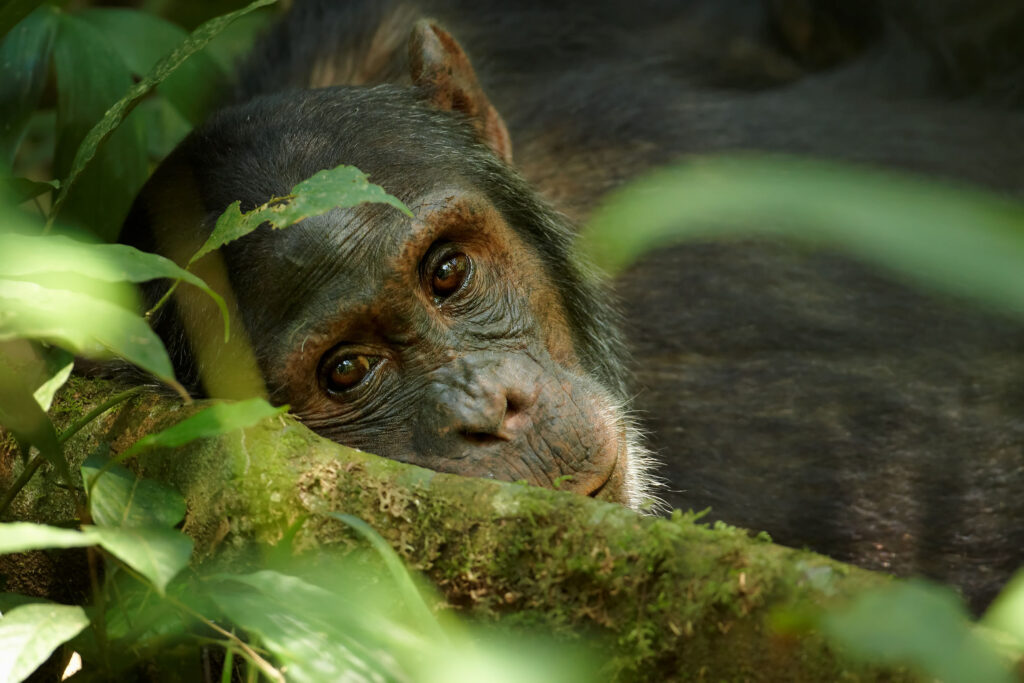 chimpanzee lying down forest family safari tanzania