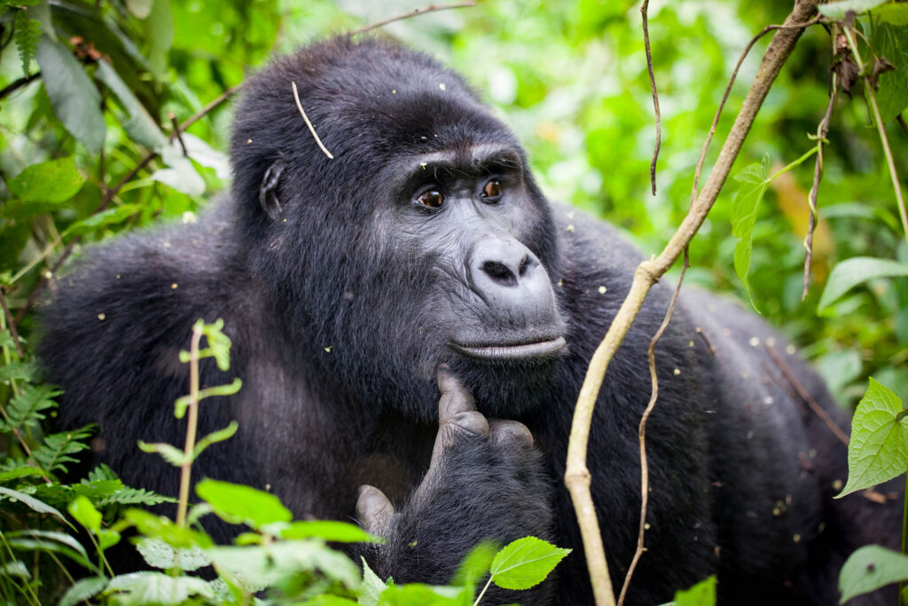 Uganda safari Bwindi Impenetrable forest gorilla