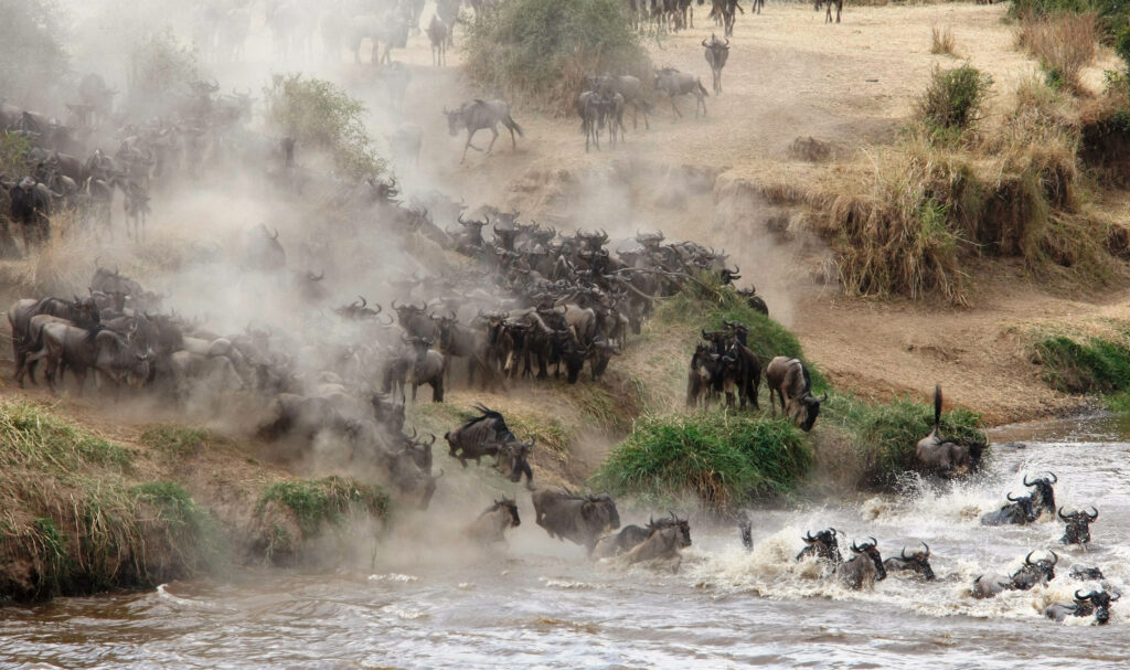 Tanzania great migration wildebeest crossing serengeti family safari