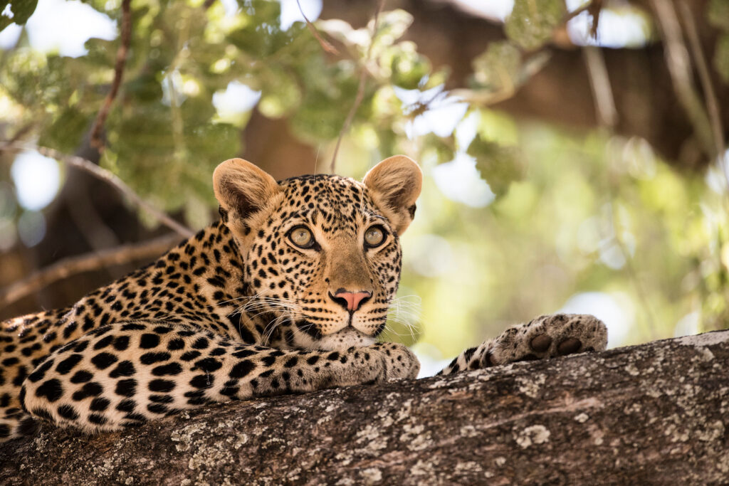 leopard tanzania Ruaha family safari Africa safaris