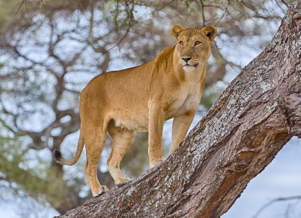 lion tree Lake Manyara family safari