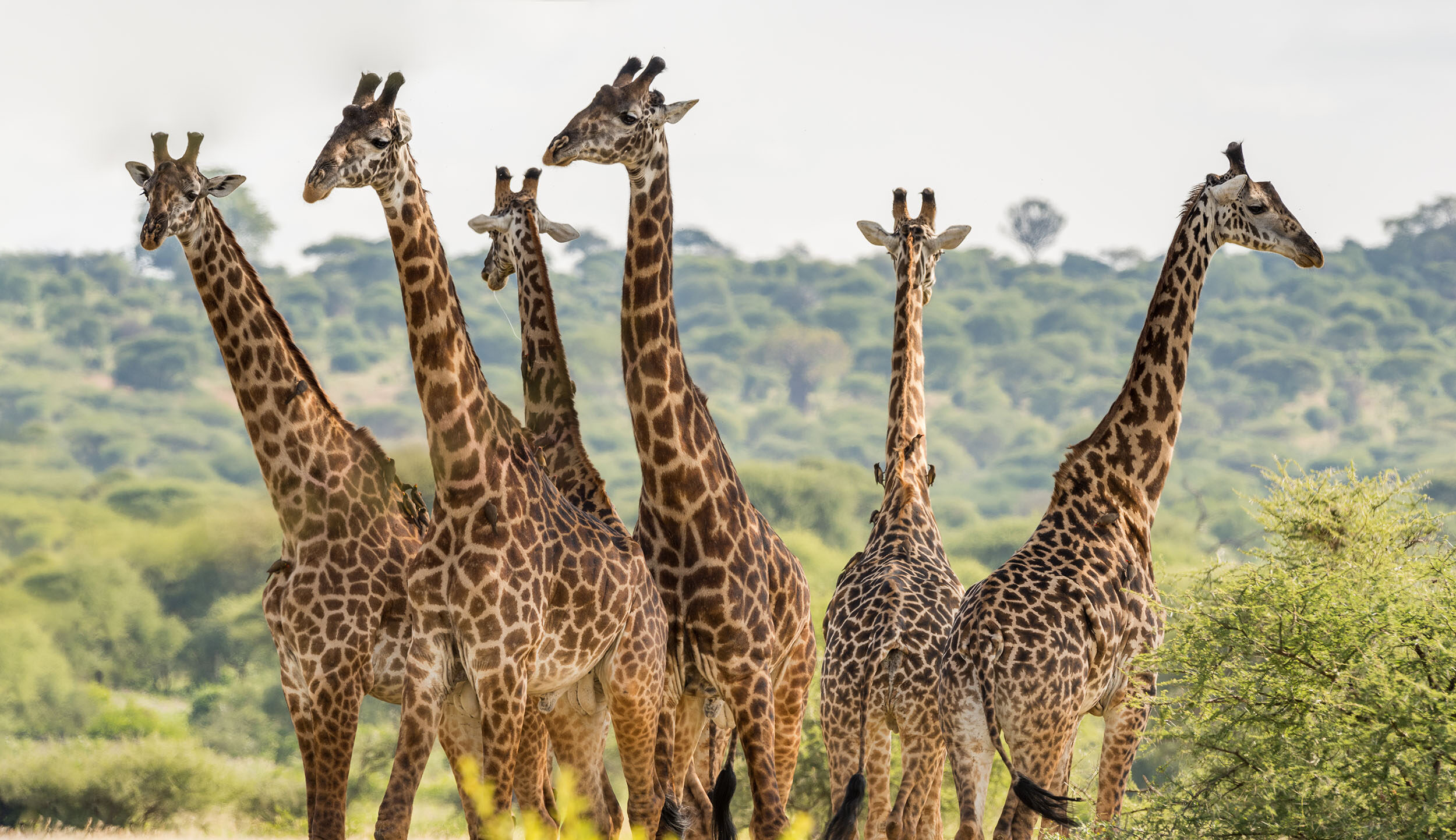 Tanzania giraffe herd tarangire family safari