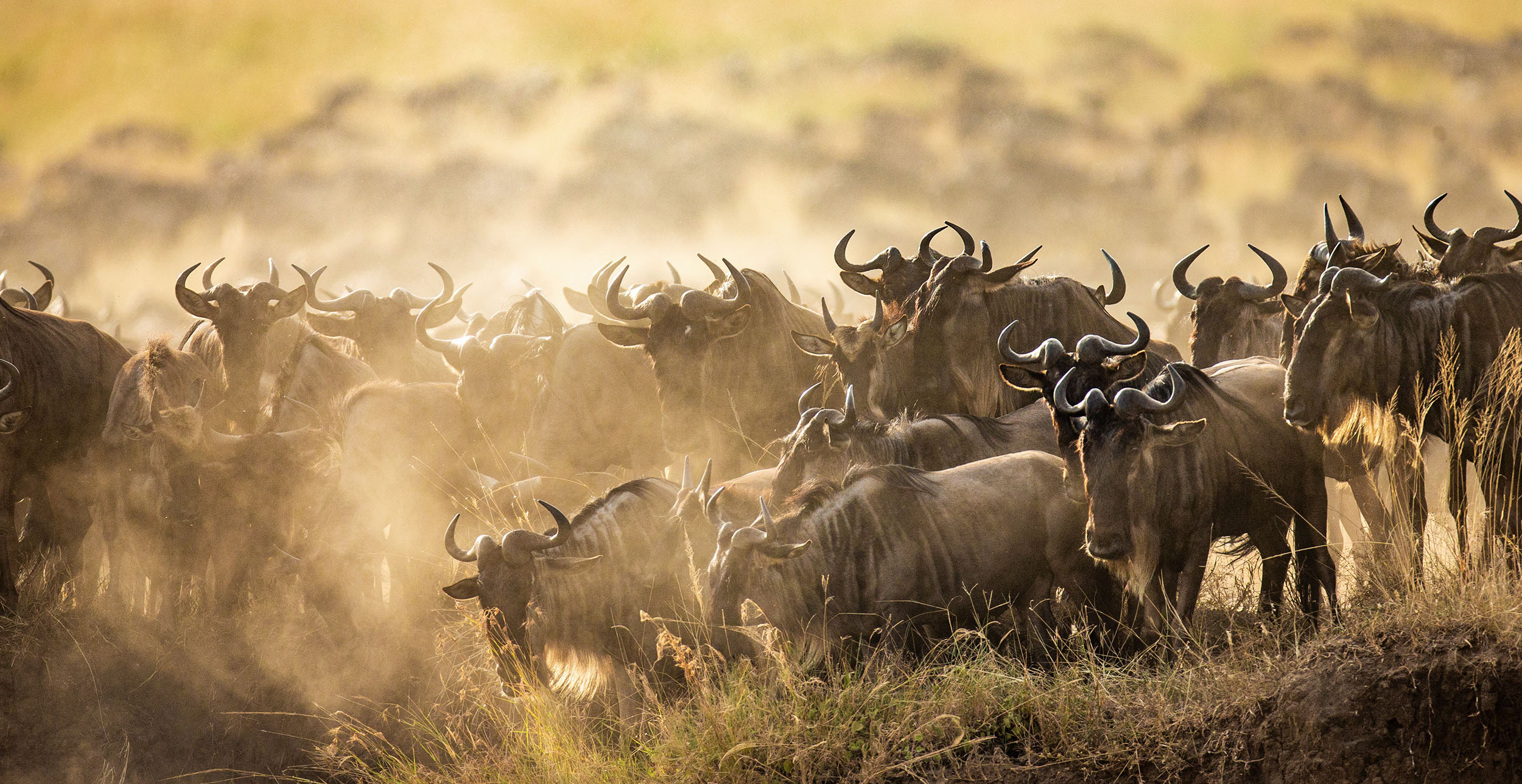 Tanzania serengeti great migration wildebeest family safari