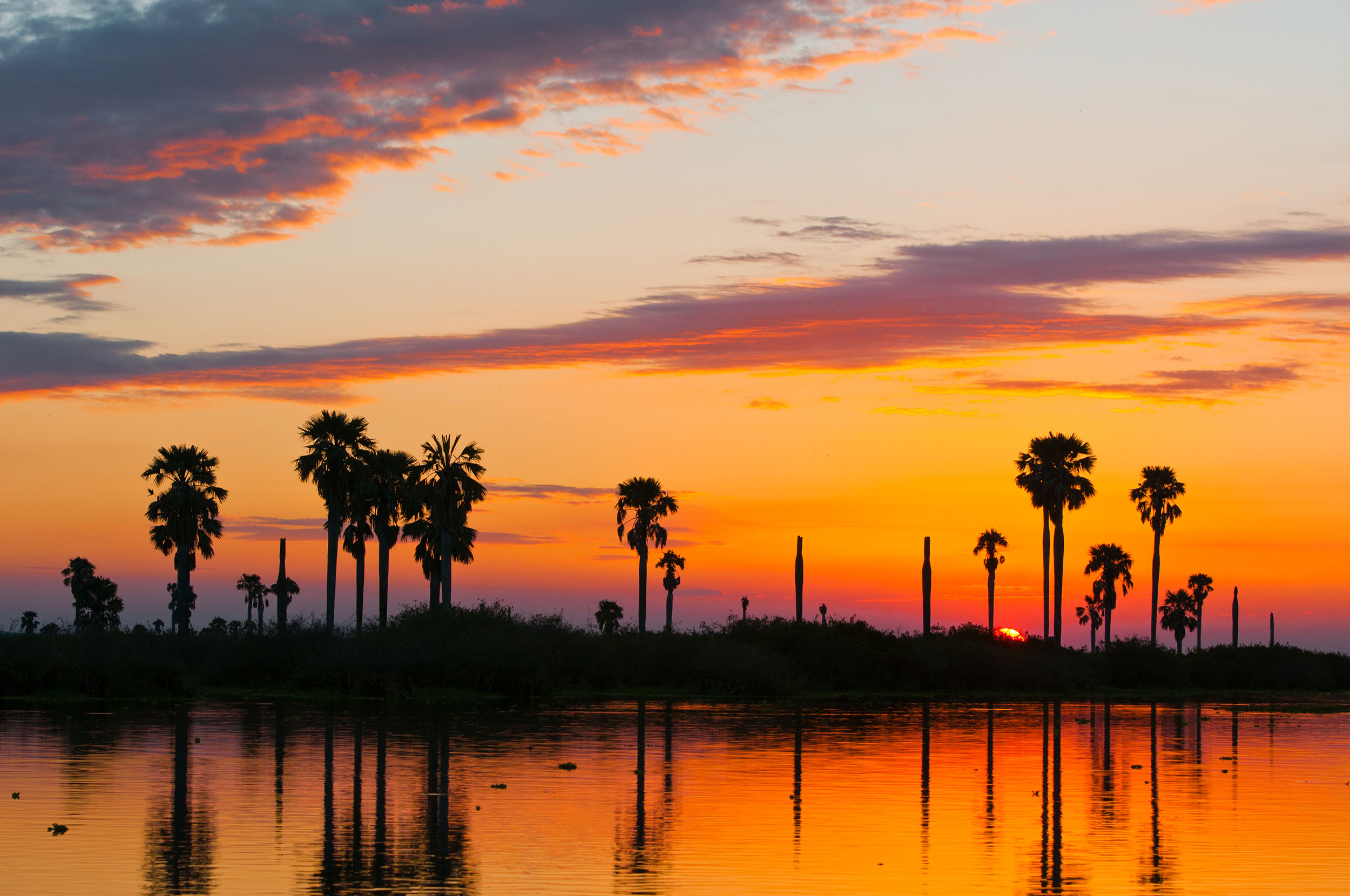 Tanzania nyerere national park sunset palm trees rufiji river 