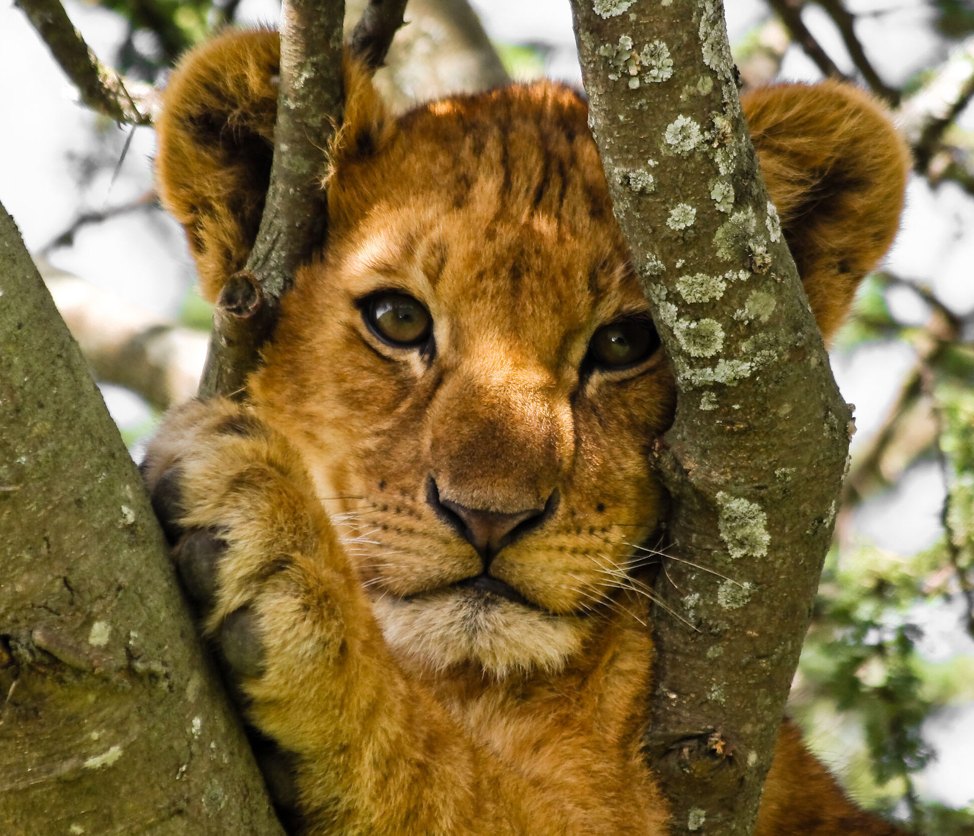 tanzania Lake Manyara lion cub tree family safari