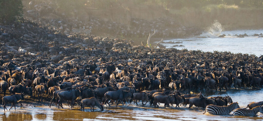 Tanzania great migration numbers river serengeti family safari African safari holidays