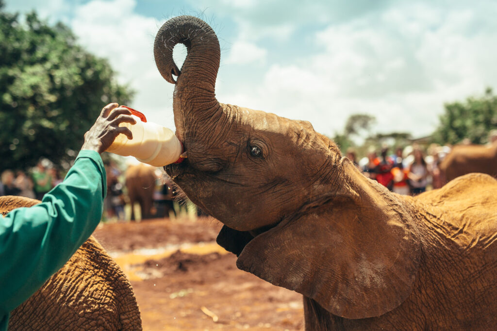 Kenya David sheldrick elephant feeding Nairobi family safari