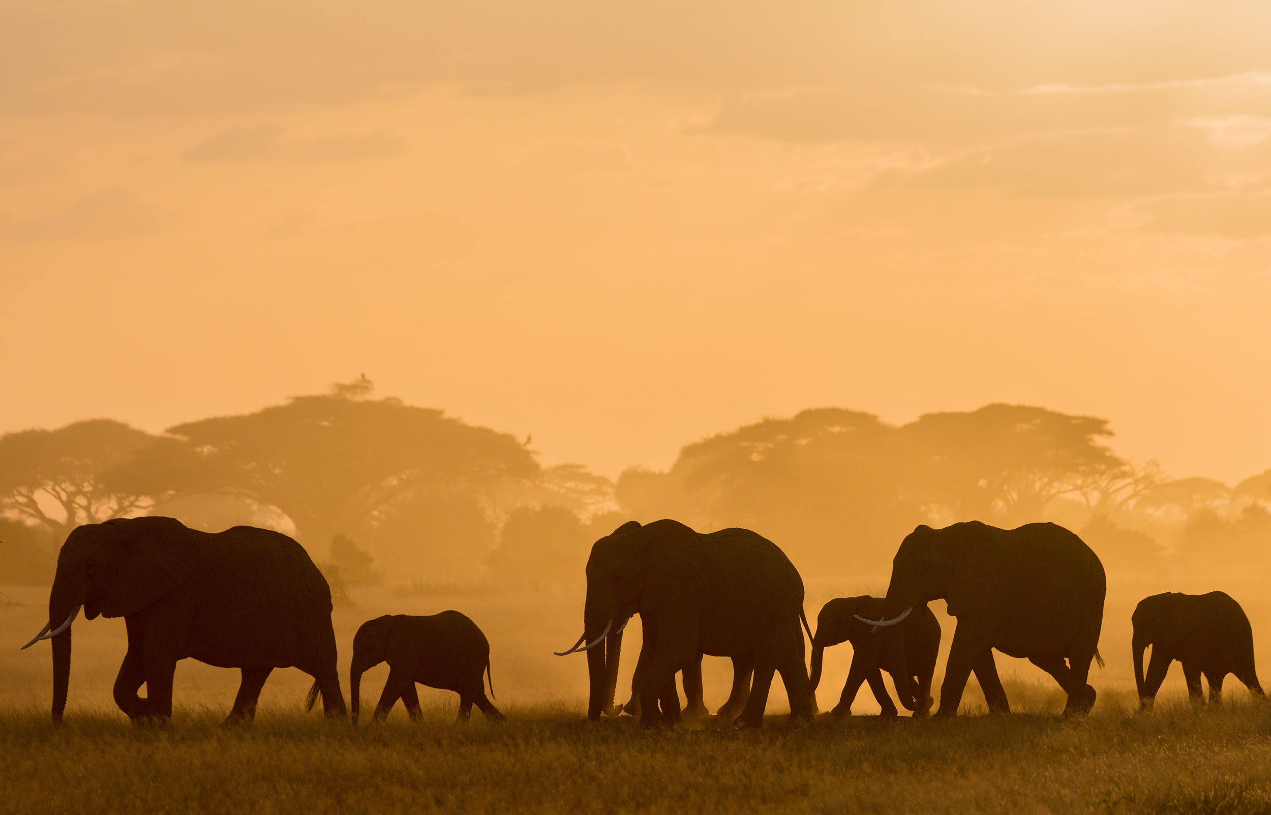 africa elephant herd family safari