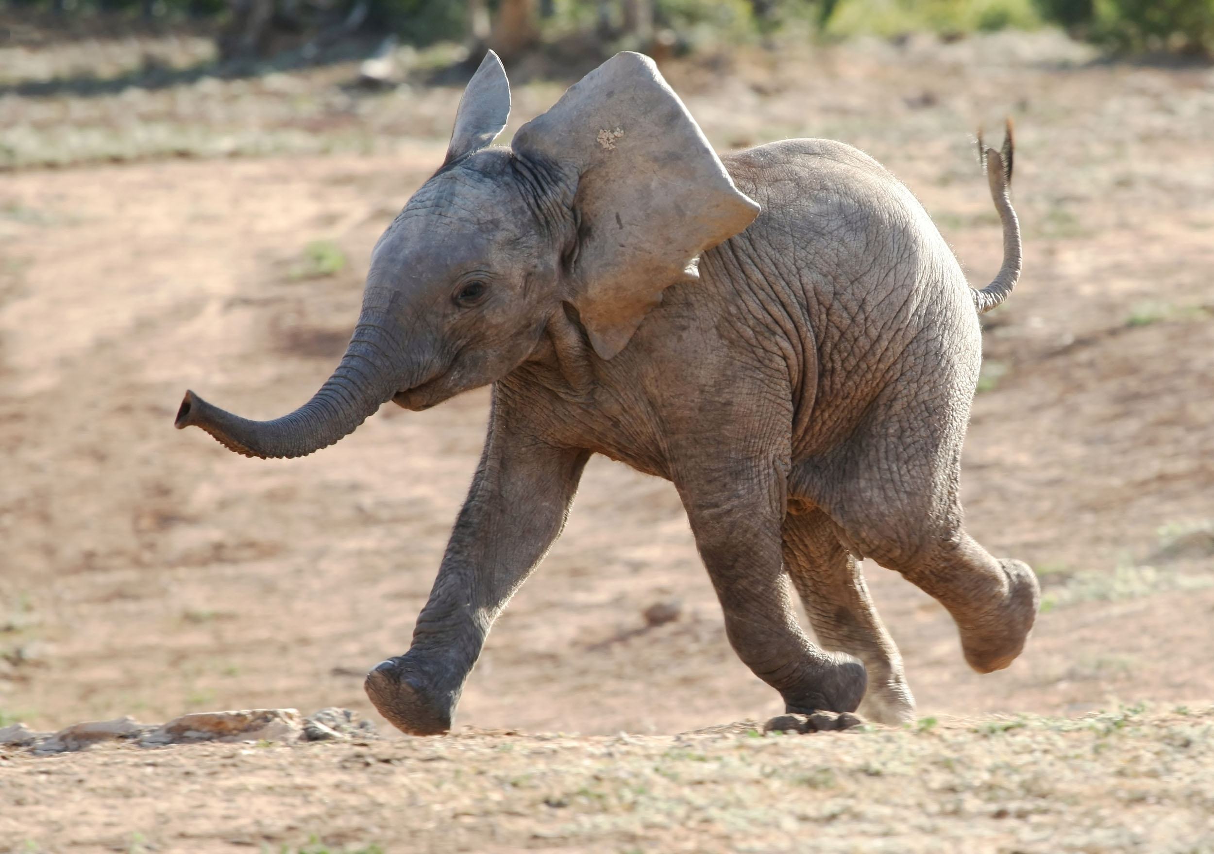 baby elephant africa family safari