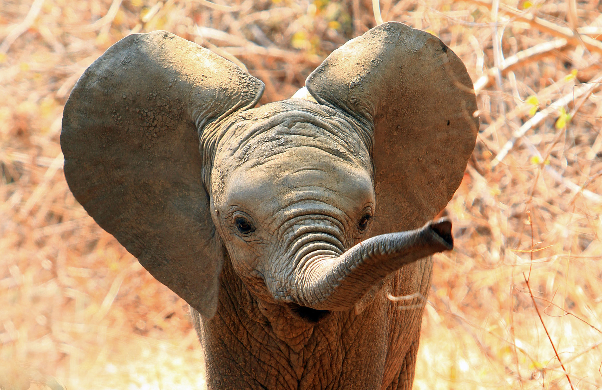 baby elephant big ears africa family safari