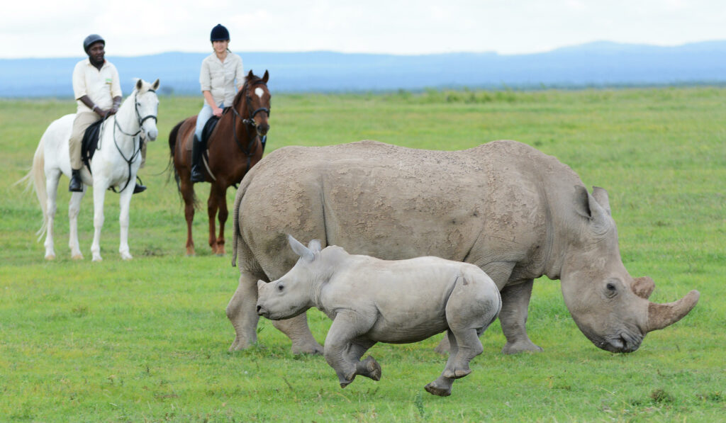 Kenya Ol Pejeta Kicheche Laikipia family safari