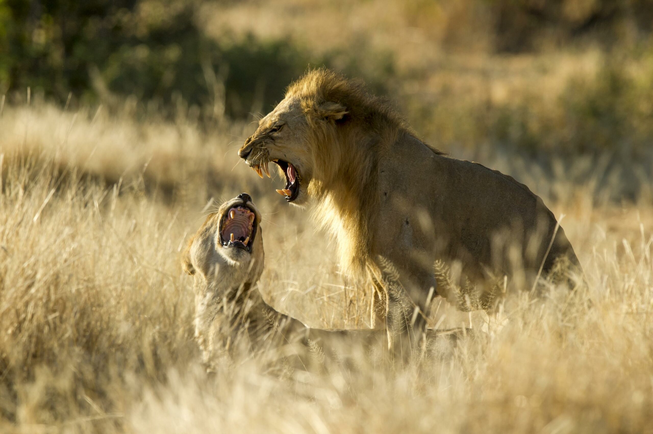 Tanzania Ruaha kigelia family safari