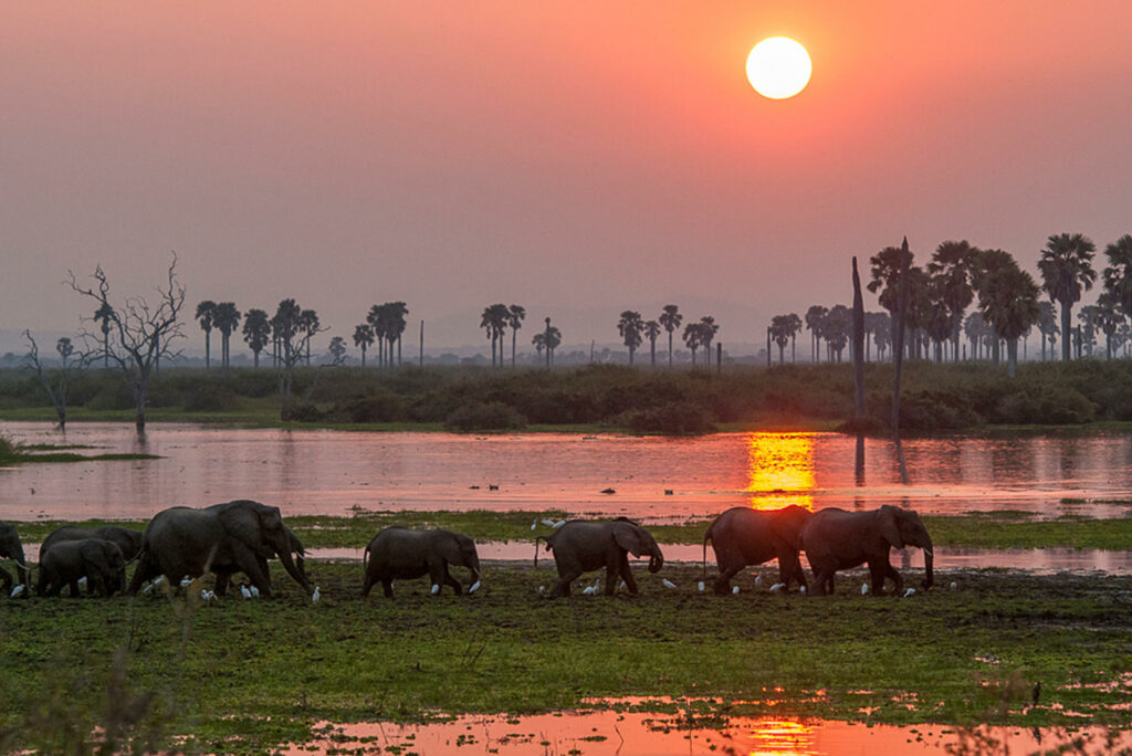 Tanzania Nyerere Roho ya selous family safari