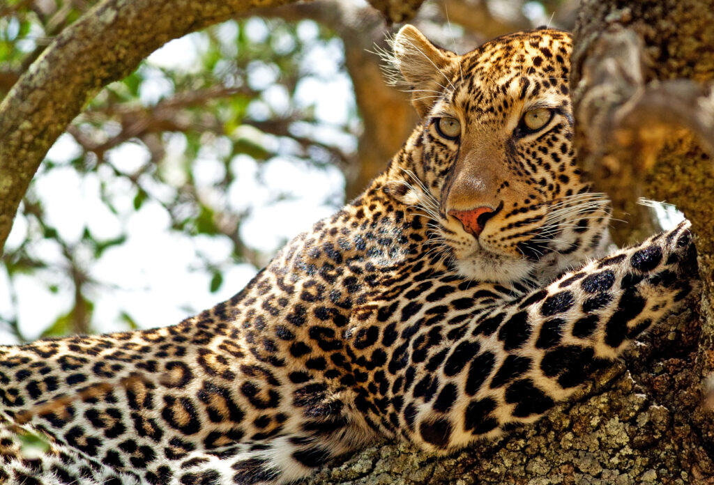 Kenya Masai Mara Leopard tree