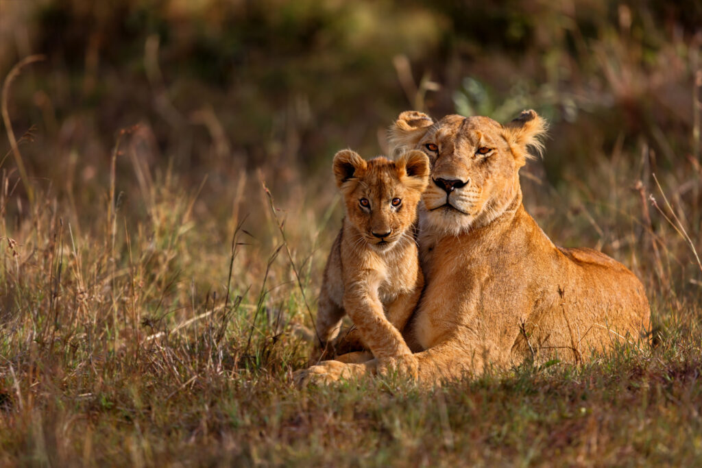 Kenya Masai Mara lion and cub