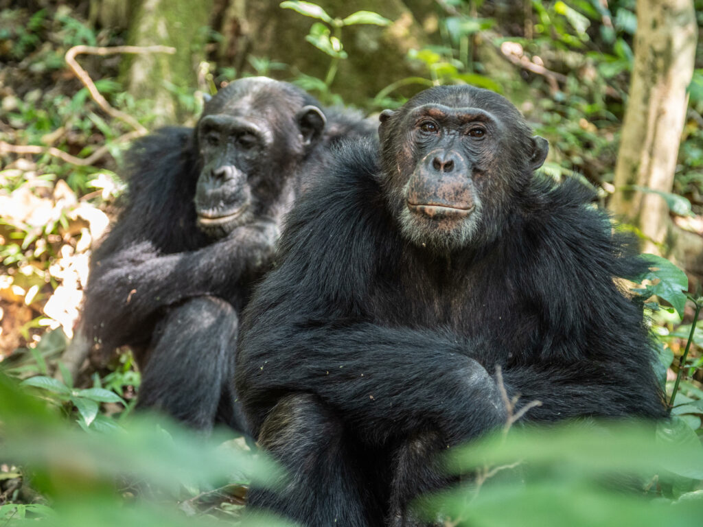 Tanzania Greystoke Mahale family safari