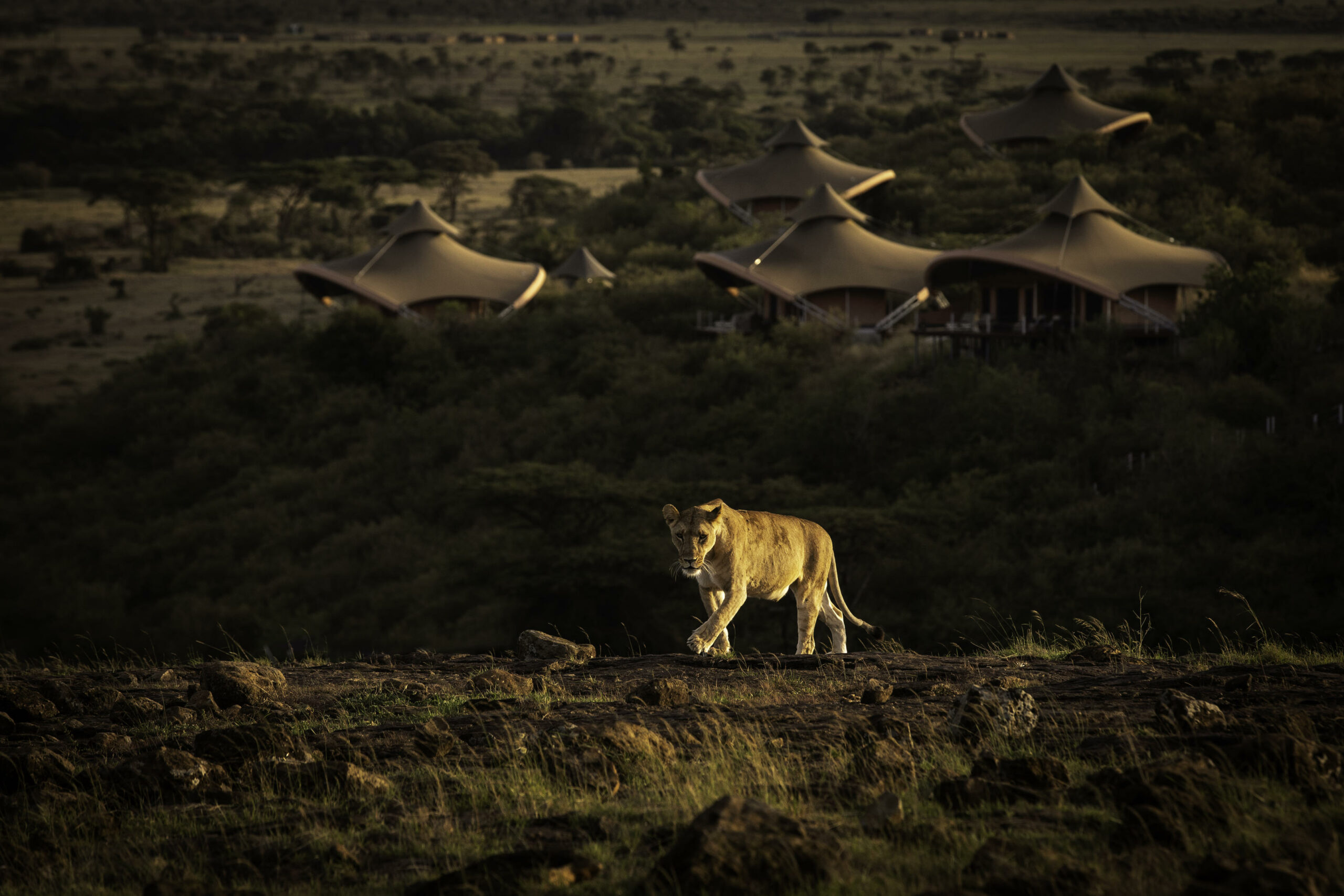 Kenya Masai Mara Mahali Mzuri family safari