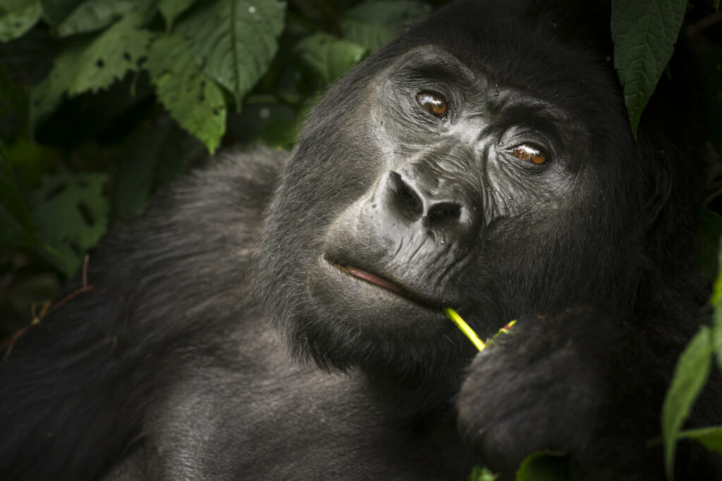 Uganda Buhoma Lodge