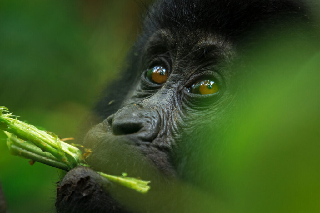 Gorilla Trekking safari Uganda Rwanda eyes