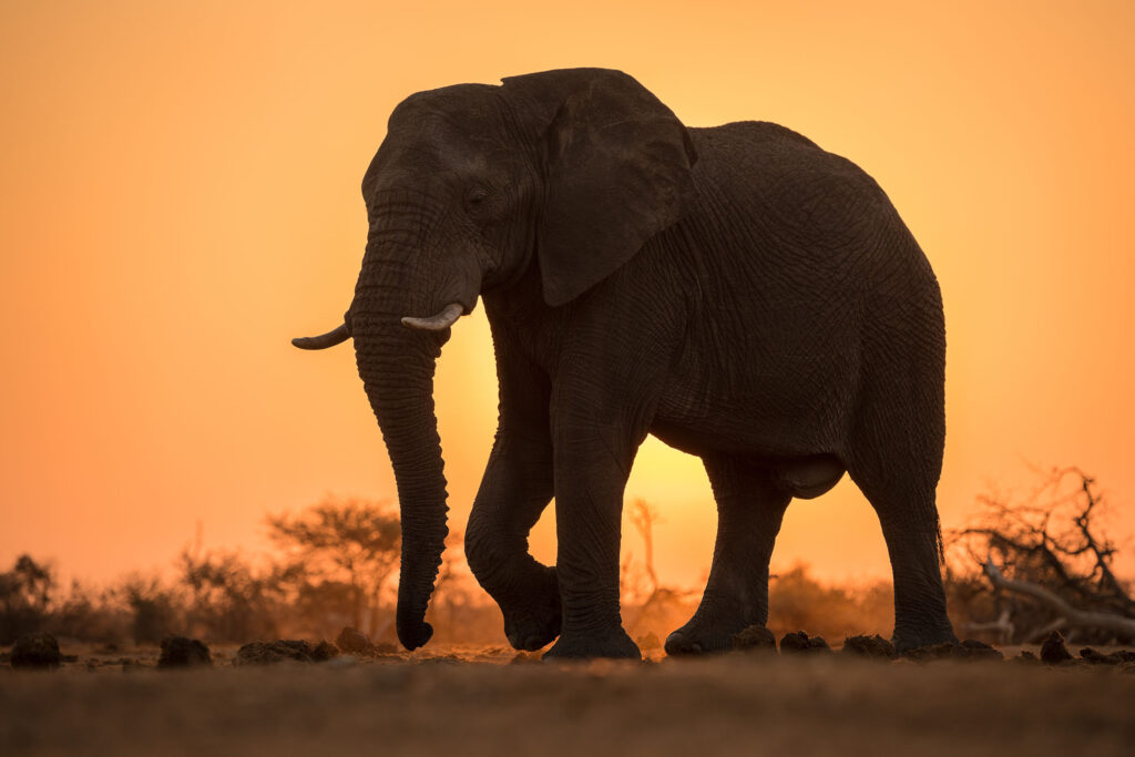 South Africa family safari holiday Madikwe Game Reserve elephant