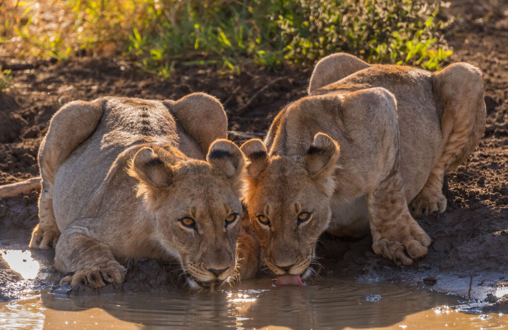 South Africa family safari holiday Madikwe Game Reserve lion