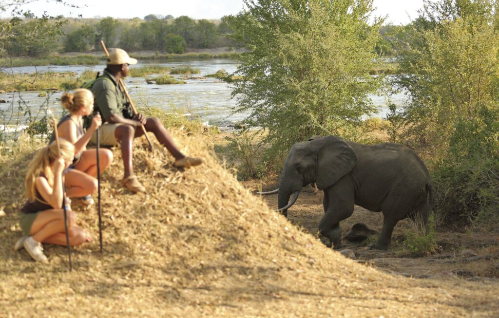 Azura Selous teenage family safari adventure Tanzania elephant