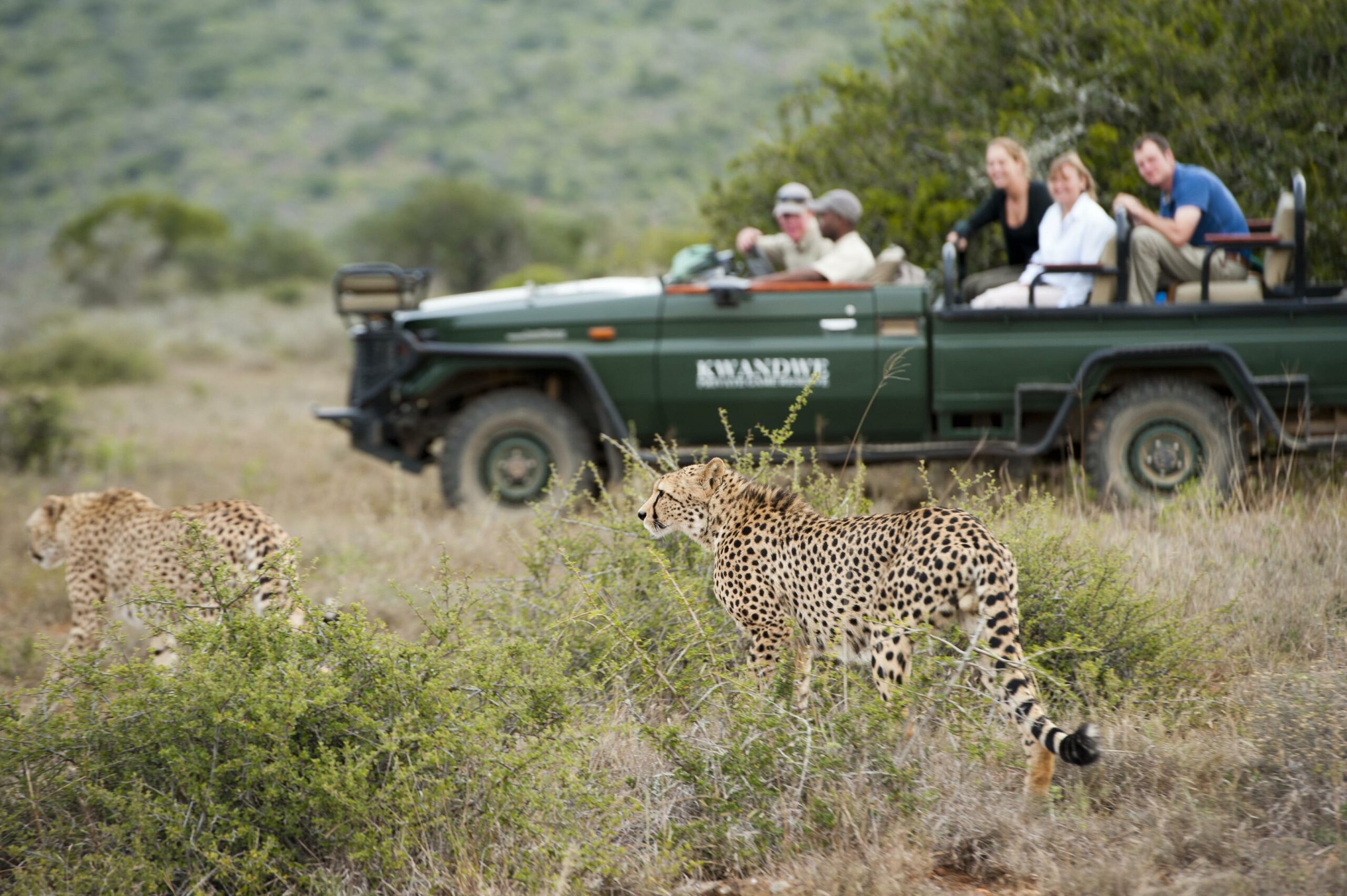 Kwandwe Game Reserve South Africa family safari cheetah