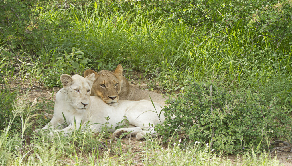 Timbavati South Africa white lion