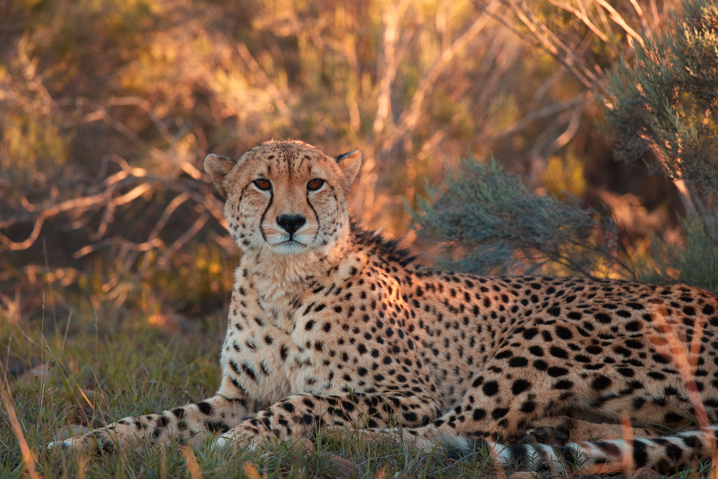 South Africa Shamwari Game Reserve family safari Cheetah