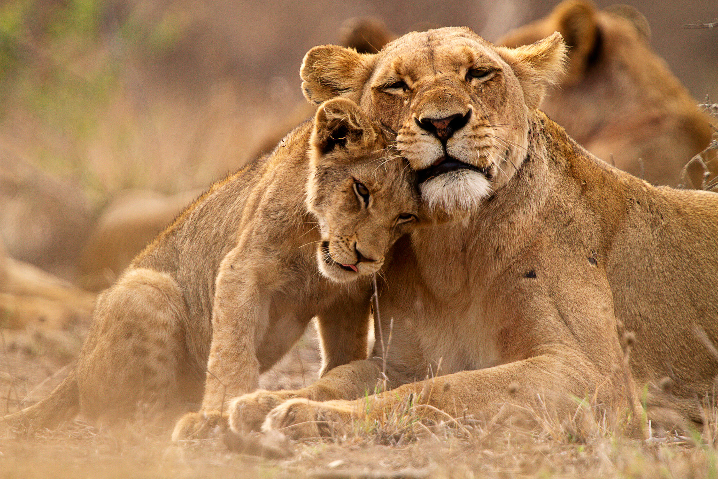 Kruger National park lion south africa