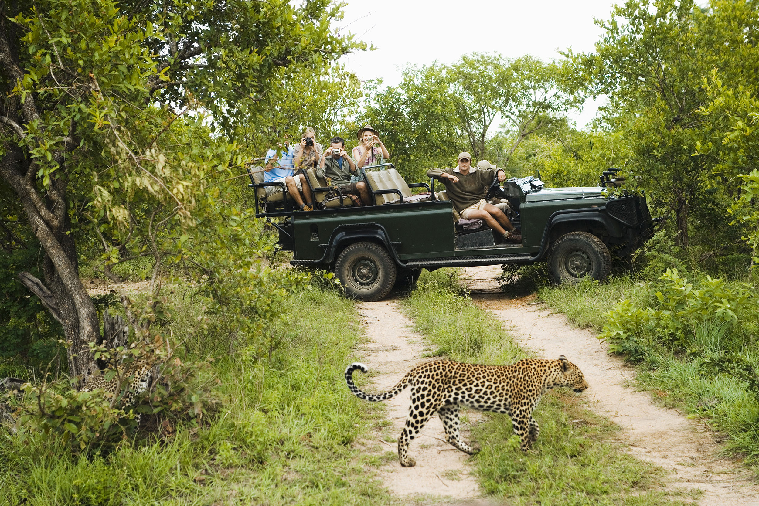 Kruger National Park leopard road game drive South Africa