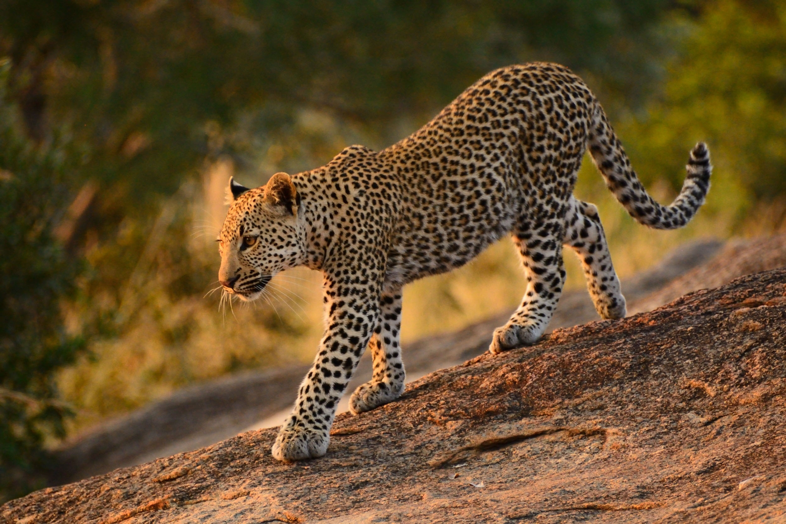 Kruger National Park leopard walking South Africa