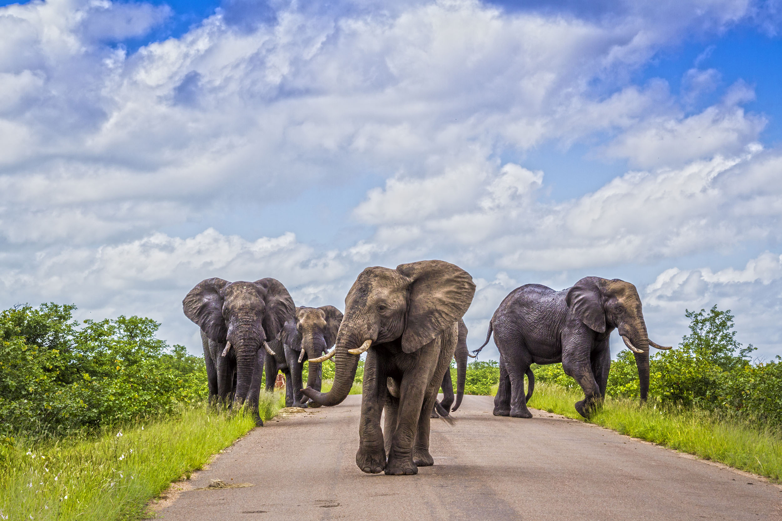 Elephants Kruger National Park South Africa