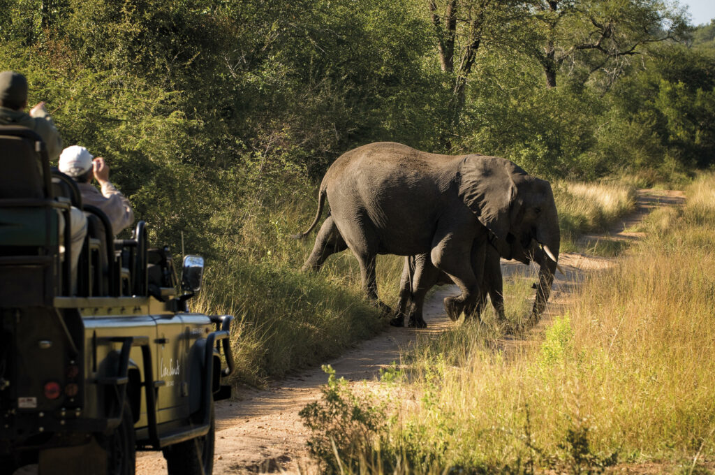 Elephant on safari in South Africa