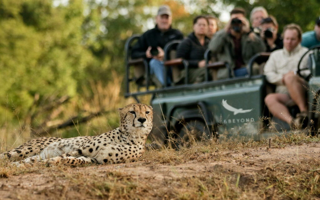 Phinda Mountain Lodge South Africa luxury safari