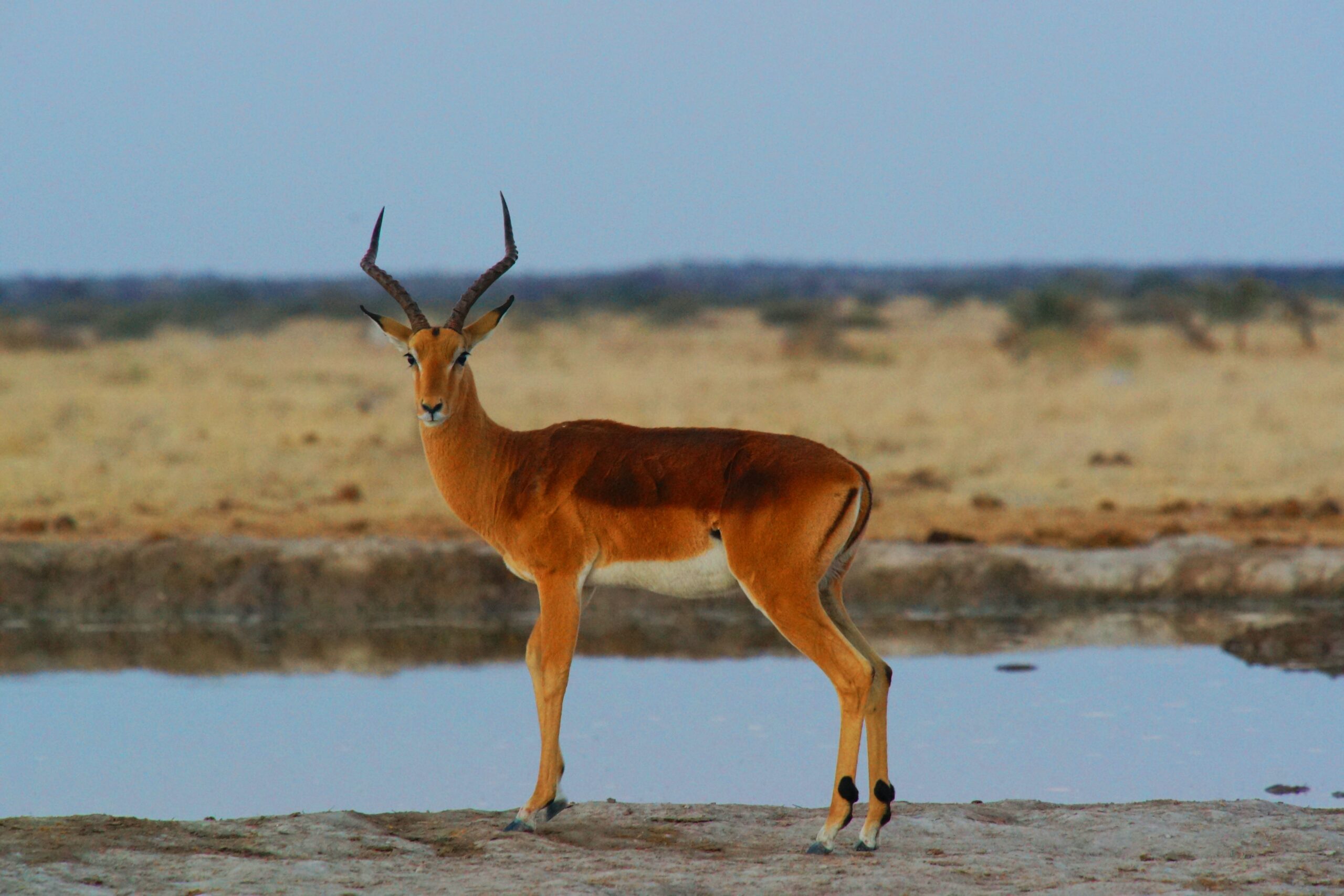 Antelope