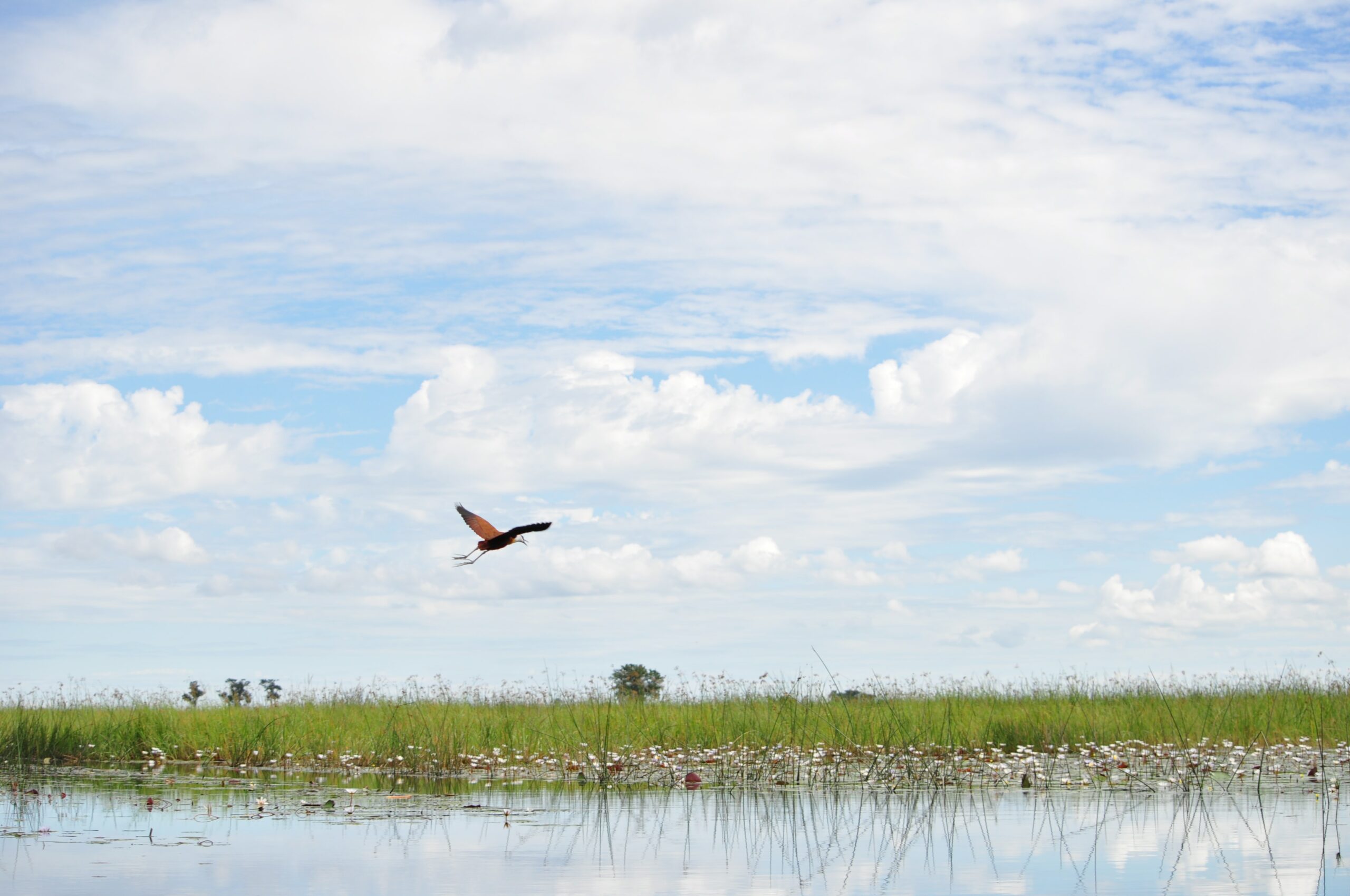 Okavango Delta