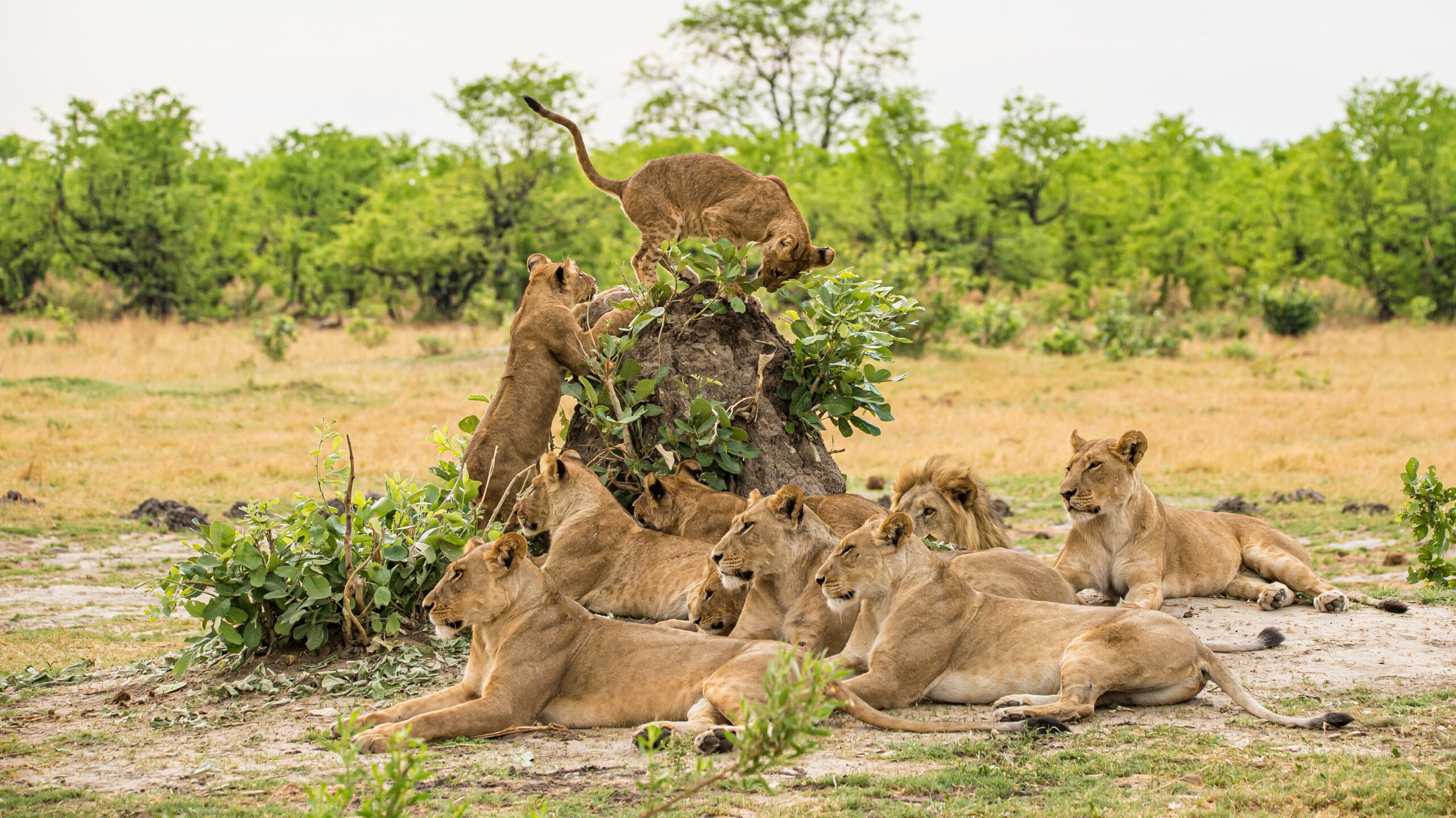 Lions