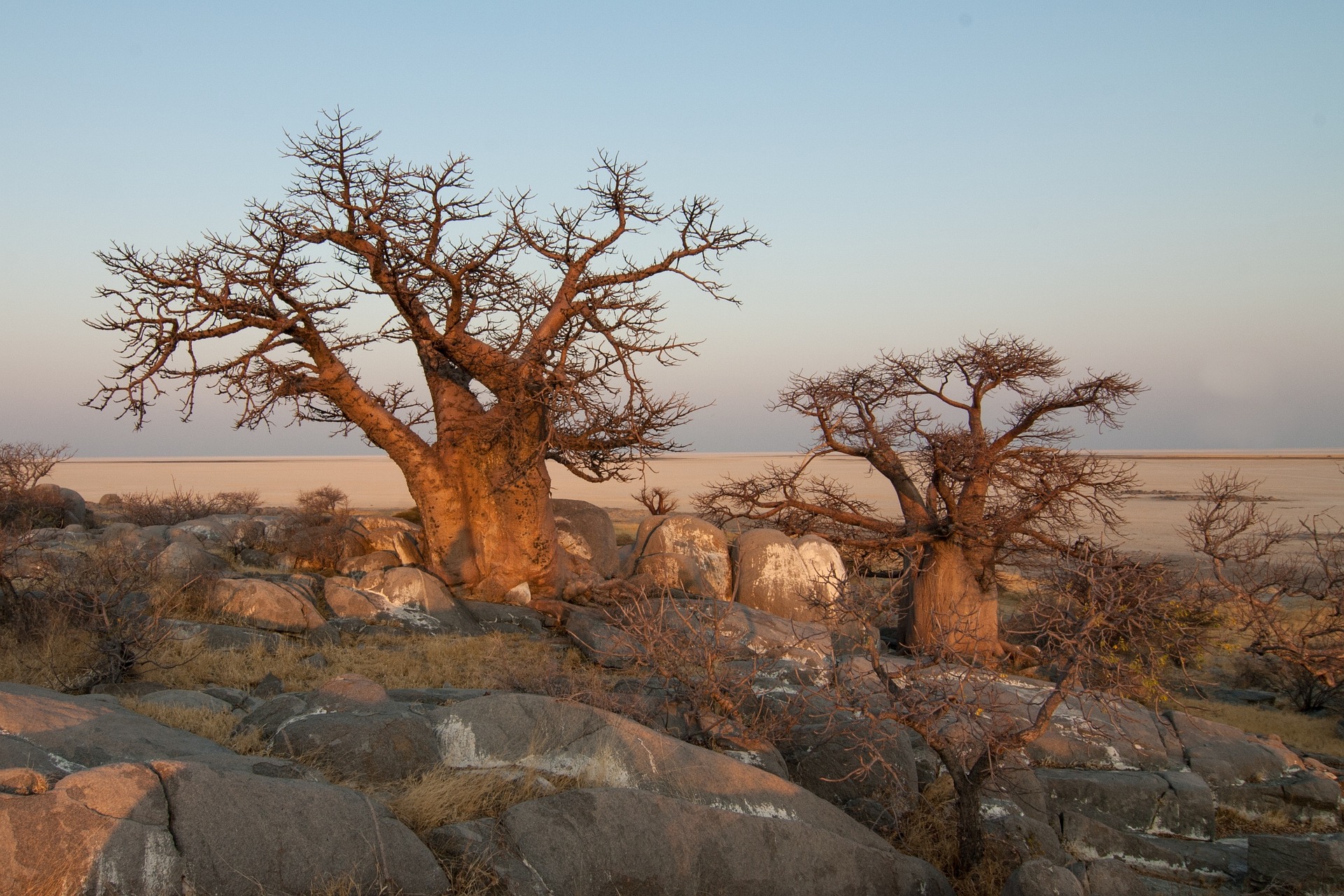Botswana Baobab