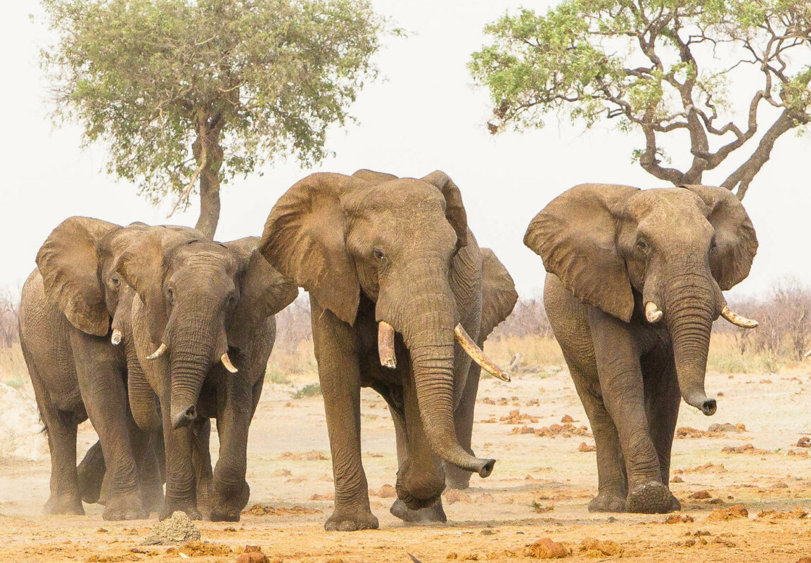 Botswana Elephants