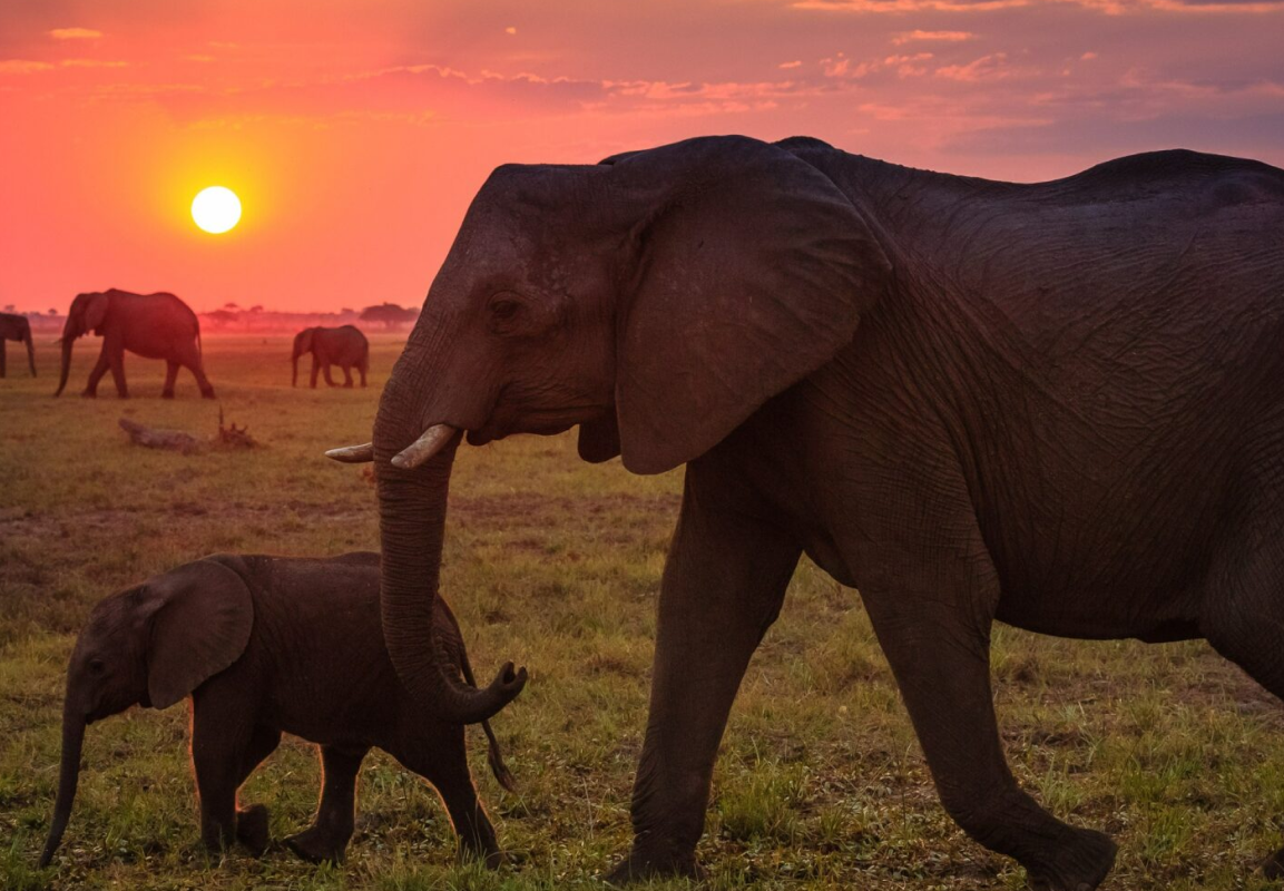 Elephants in Botswana