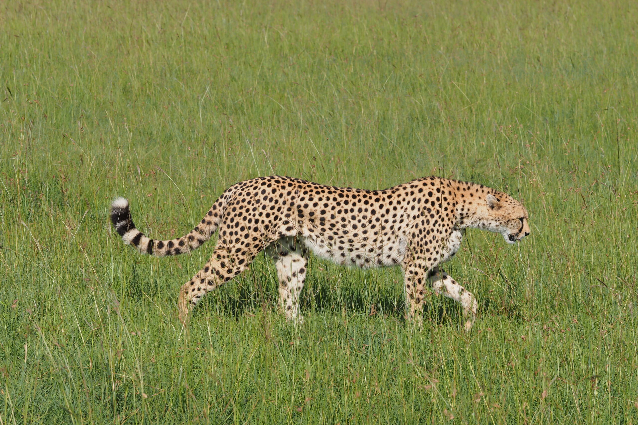Eagle View Camp Luxury Family Safaris Masai Mara Kenya