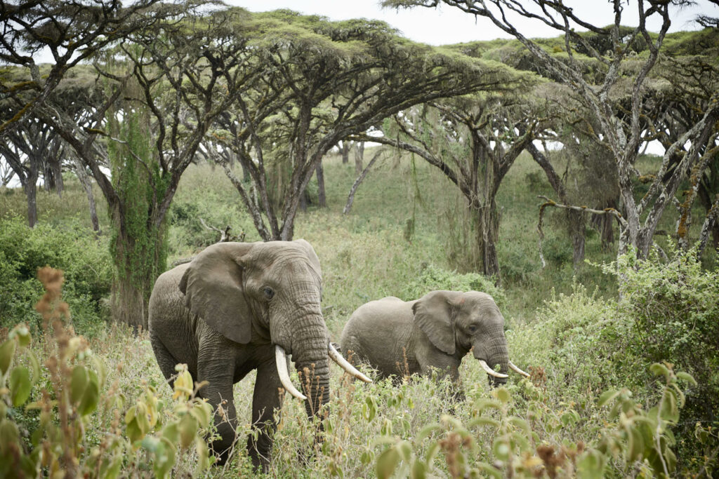 Ngorongoro Crater Camp Luxury Family Safaris Tanzania