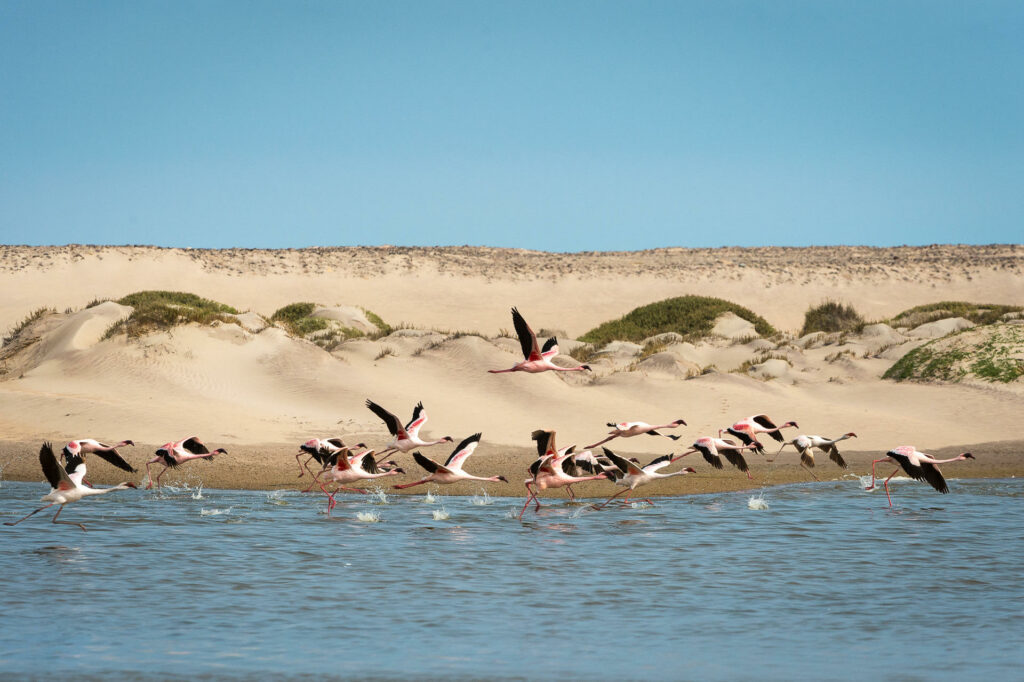 Hoanib Skeleton Coast Camp Namibia Luxury Family Safaris