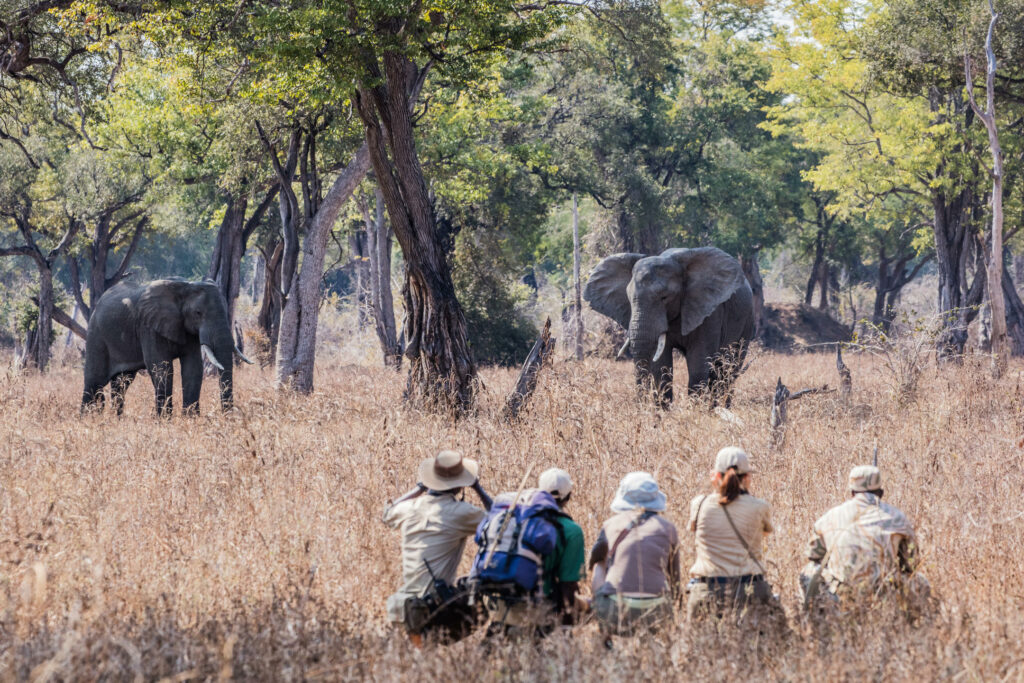 Chikoko Tree Camp Luxury Family Safaris Zambia Coral Tree Travel