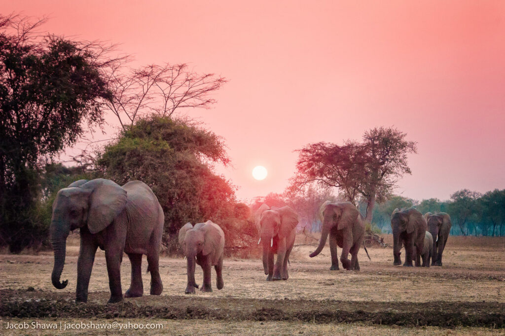 Shawa Luangwa Camp Luxury Family Safaris Zambia Coral Tree Travel
