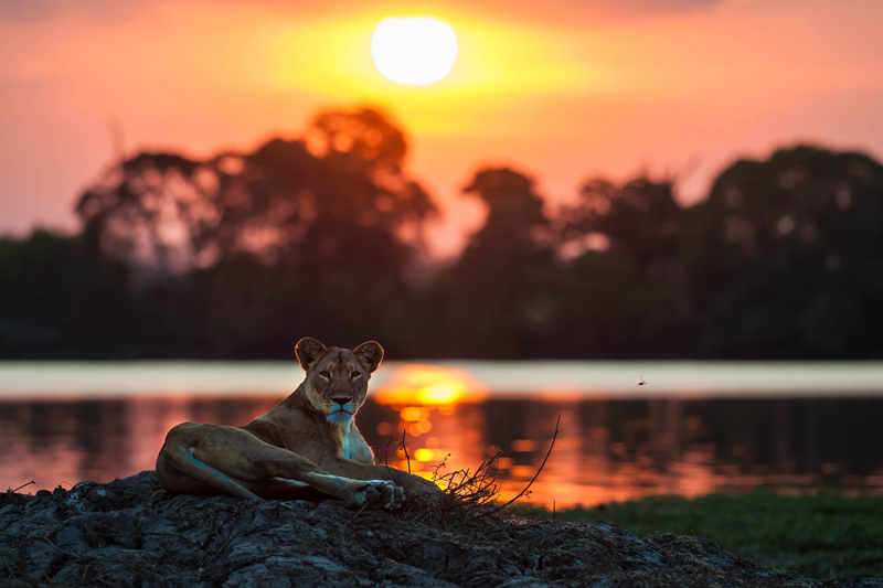 Musekese Camp Kafue National Park Luxury Family Safaris Zambia Coral Tree Travel
