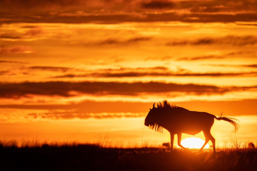 Liuwa Plains Luxury Family Safaris Zambia